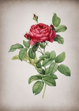 Vintage Red Gallic Rose