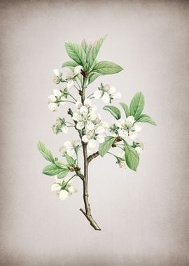 White Plum Flower