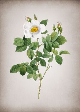 Twin Flowered White Rose