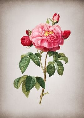 Duchess of Orleans Rose