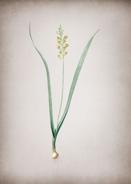 Vintage Lachenalia Pallida