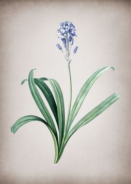 Vintage Spanish Bluebell