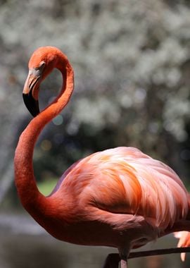 Pink Flamingo