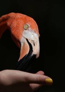 Gentle Pink Flamingo