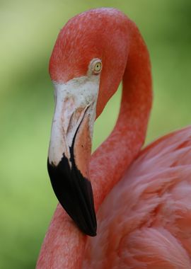 Pink Flamingo