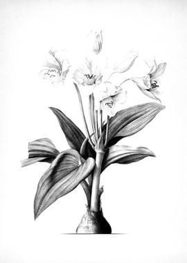 Antique Engraved Floral