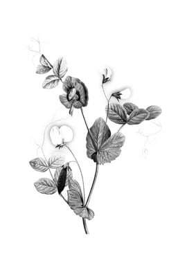 Vintage Floral Engraving