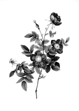 Vintage Engraved Botanical