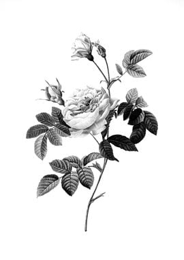 Vintage Engraved Flower