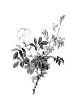 Vintage Floral Engraving