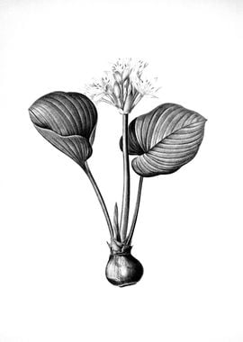 Vintage Engraved Botanical