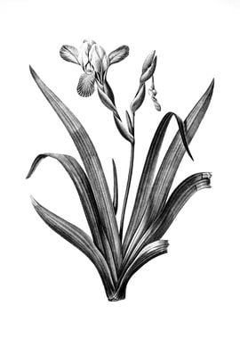 Vintage Floral Engraving