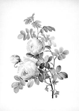 Vintage Engraved Botanical