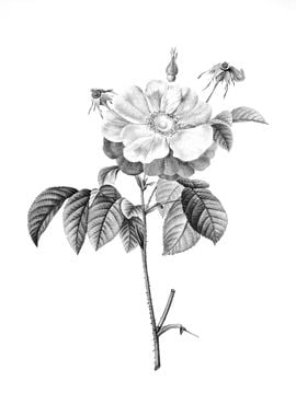 Vintage Floral Engraving