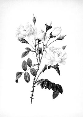 Vintage Engraved Botanical