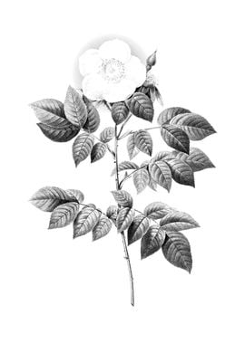 Antique Engraved Floral