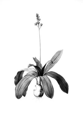 Vintage Engraved Botanical