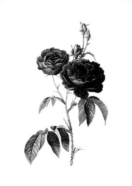 Antique Engraved Floral