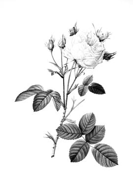 Vintage Floral Engraving