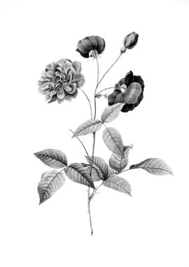 Vintage Engraved Botanical