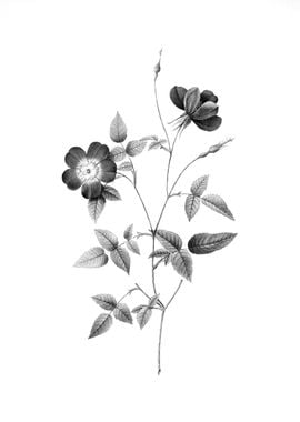 Vintage Floral Engraving