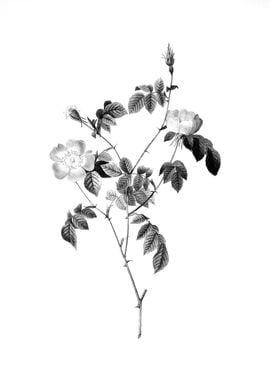 Vintage Floral Engraving