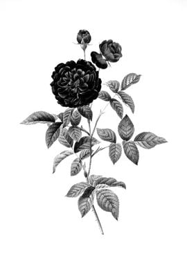 Vintage Floral Engraving