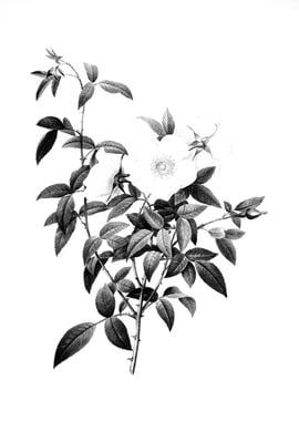 Vintage Floral Engraving