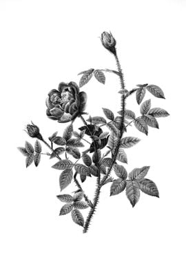 Antique Engraved Floral