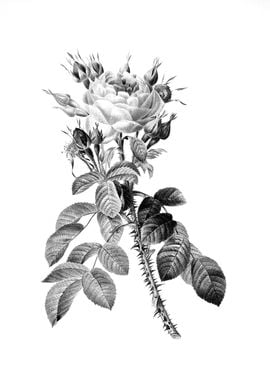 Vintage Engraved Botanical