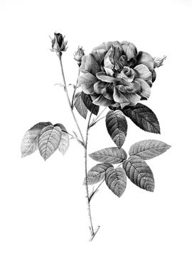 Vintage Engraved Botanical