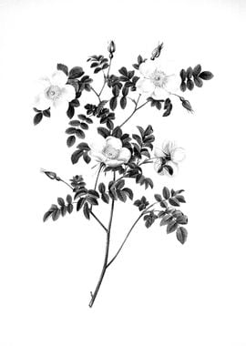 Vintage Floral Engraving