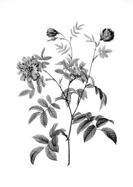 Vintage Engraved Botanical