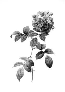 Vintage Floral Engraving