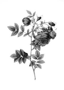 Vintage Floral Engraving