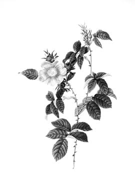 Vintage Floral Engraving