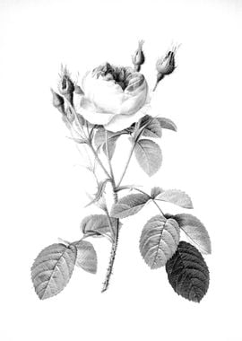 Vintage Floral Engraving