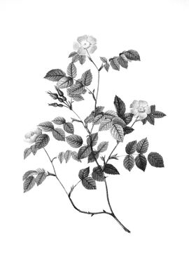 Vintage Floral Engraving