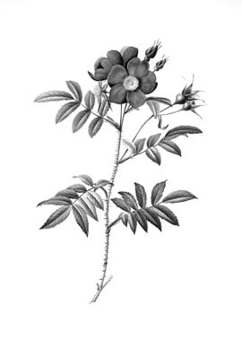 Vintage Engraved Botanical