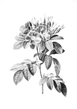 Antique Engraved Floral