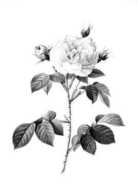 Vintage Engraved Botanical