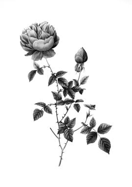 Vintage Floral Engraving