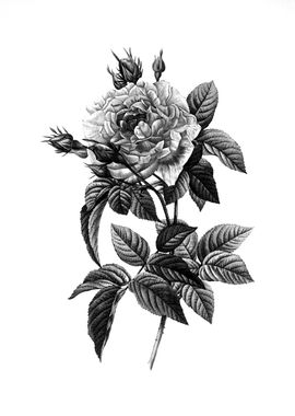 Antique Engraved Floral