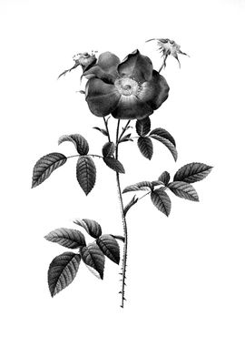 Vintage Engraved Floral