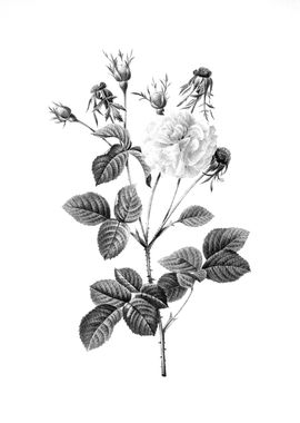 Antique Engraved Floral