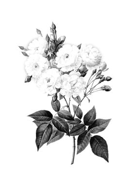 Vintage Floral Engraving