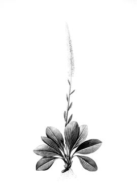 Vintage Engraved Botanical