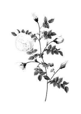 Vintage Floral Engraving