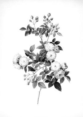 Vintage Floral Engraving