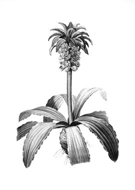 Vintage Floral Engraving